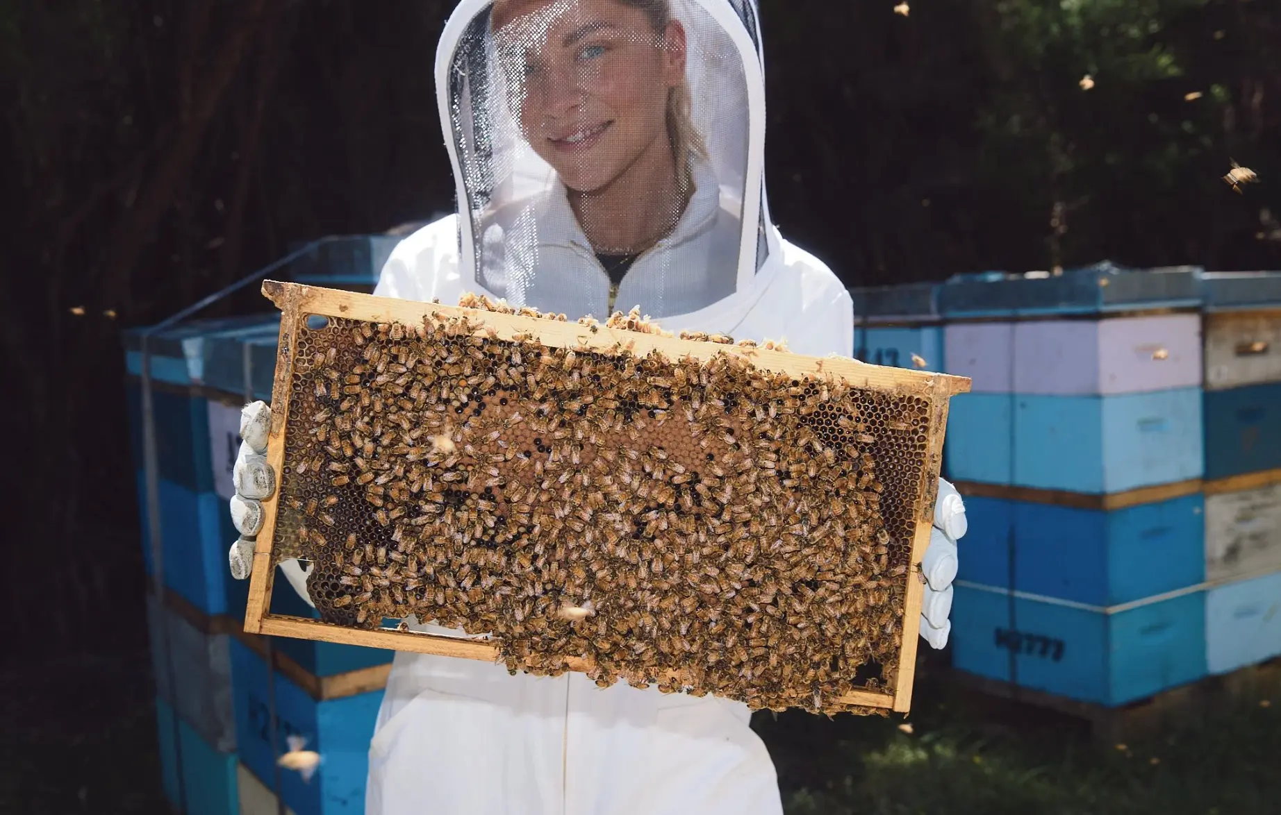 Beekeeper holding a honeycomb frame covered in bees