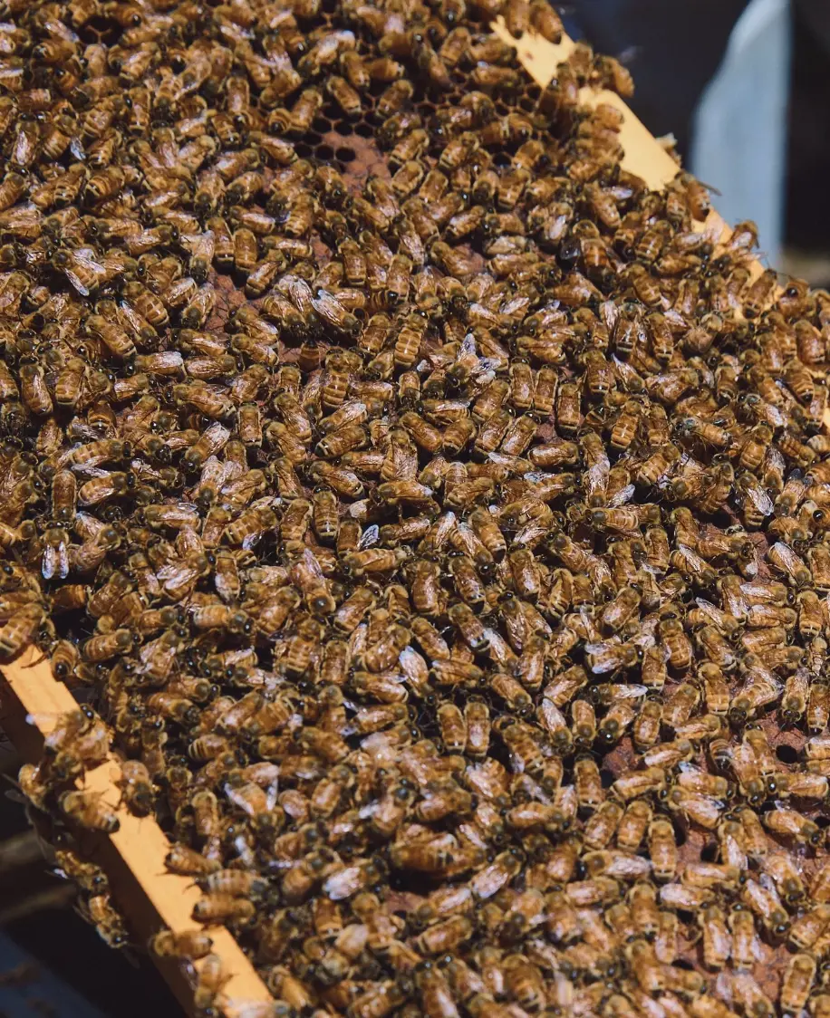 Macro close-up of bees densely covering a honeycomb frame
