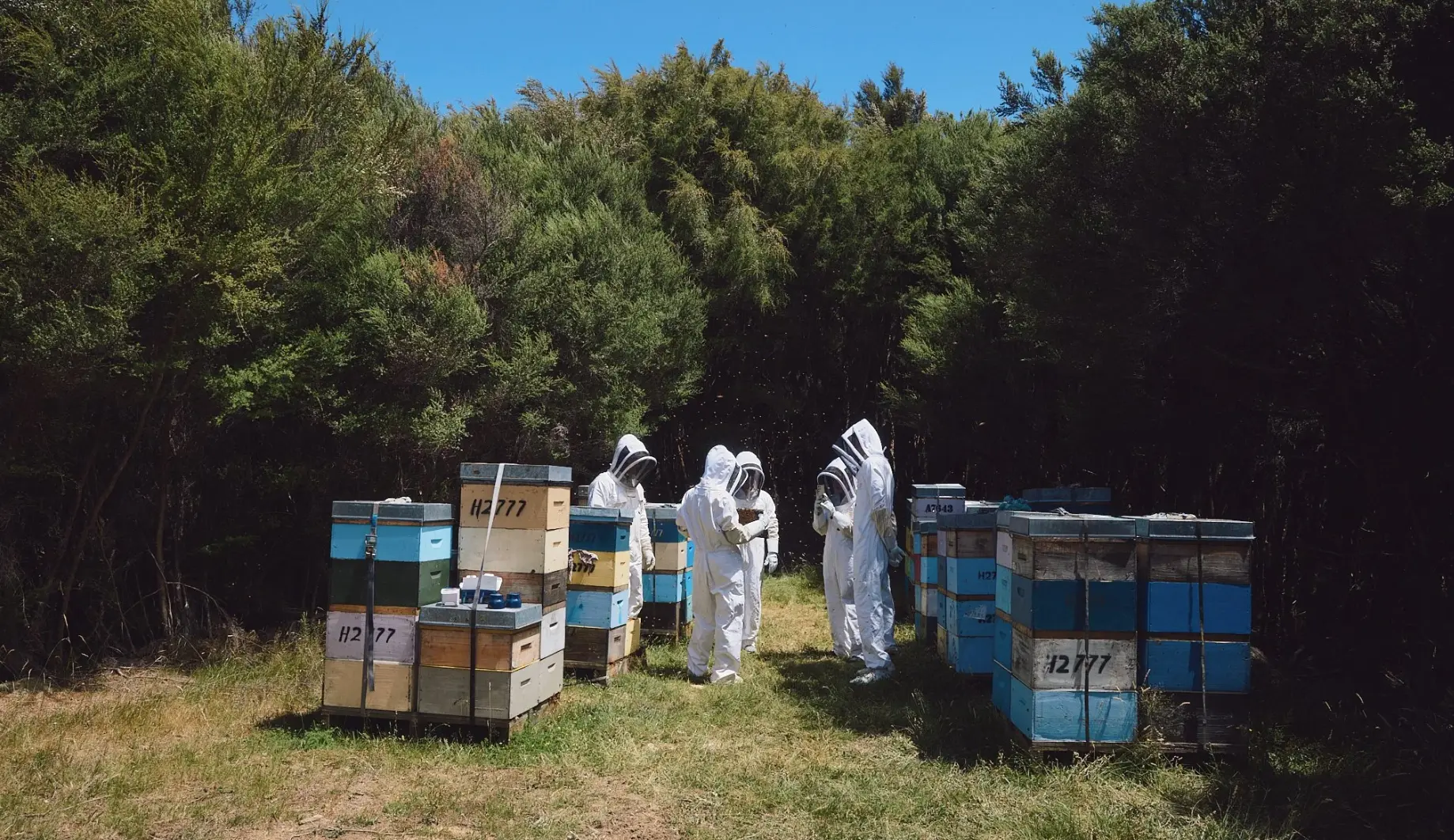 Beekeepers in white suits inspecting colorful mānuka hives at the edge of the bush