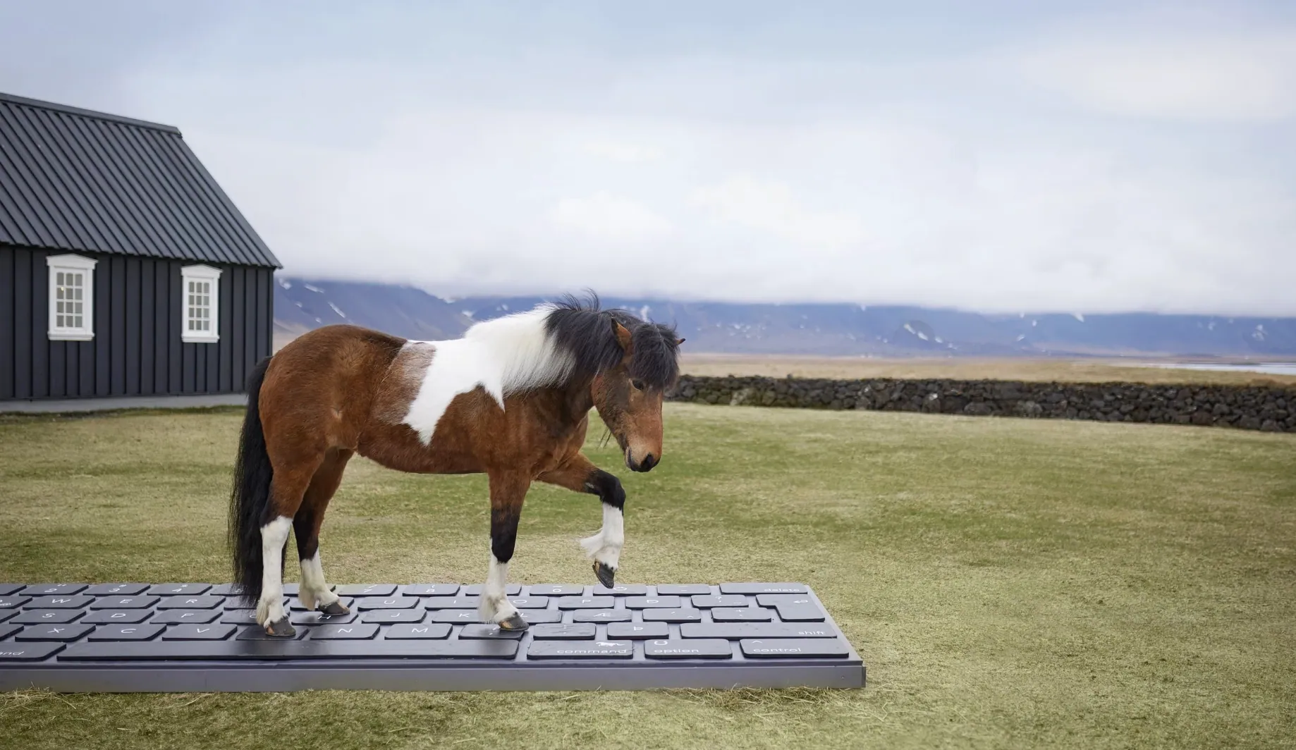 Icelandic horse walking across an oversized keyboard in an open meadow