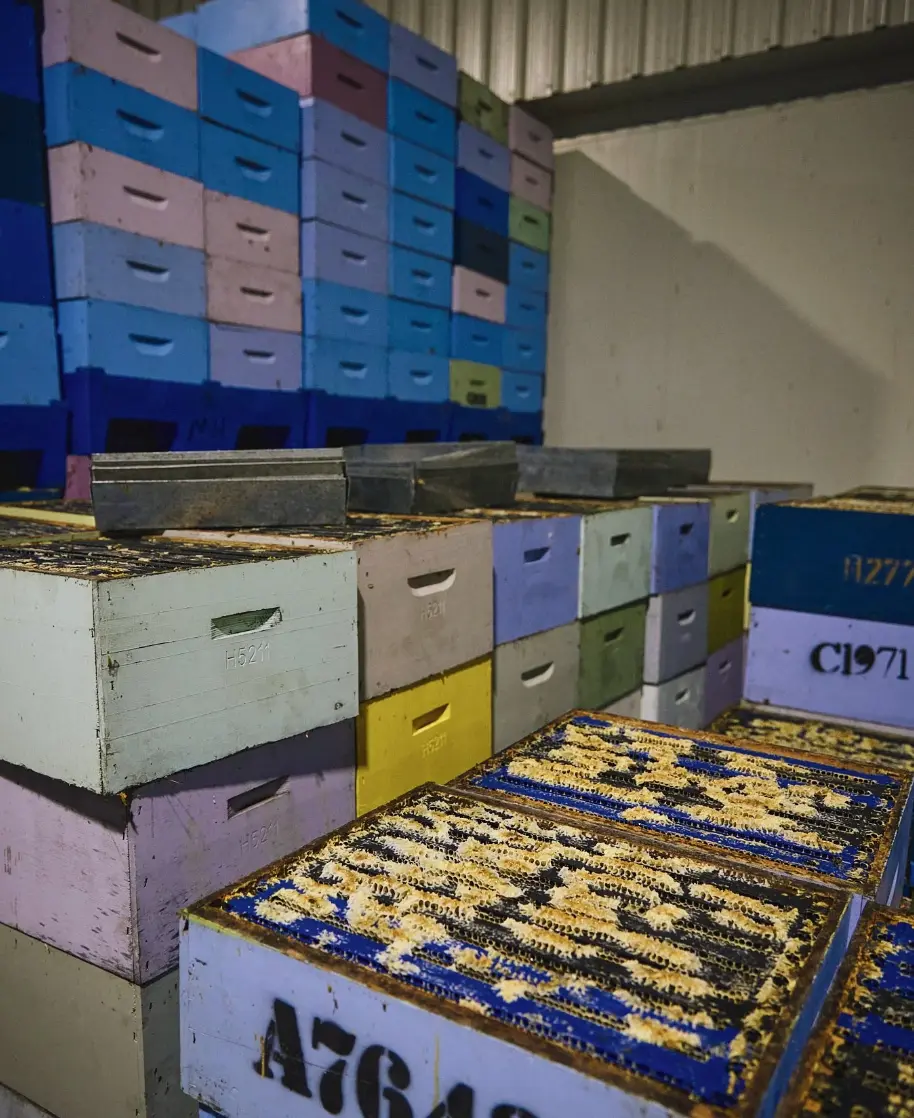 Stacks of colorful bee boxes and honeycomb frames in the extraction room