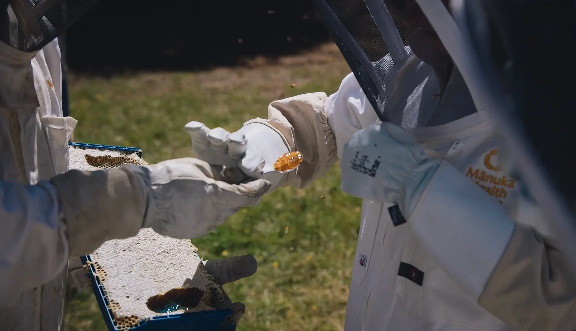 Gloved hands tasting golden mānuka honey between the hives